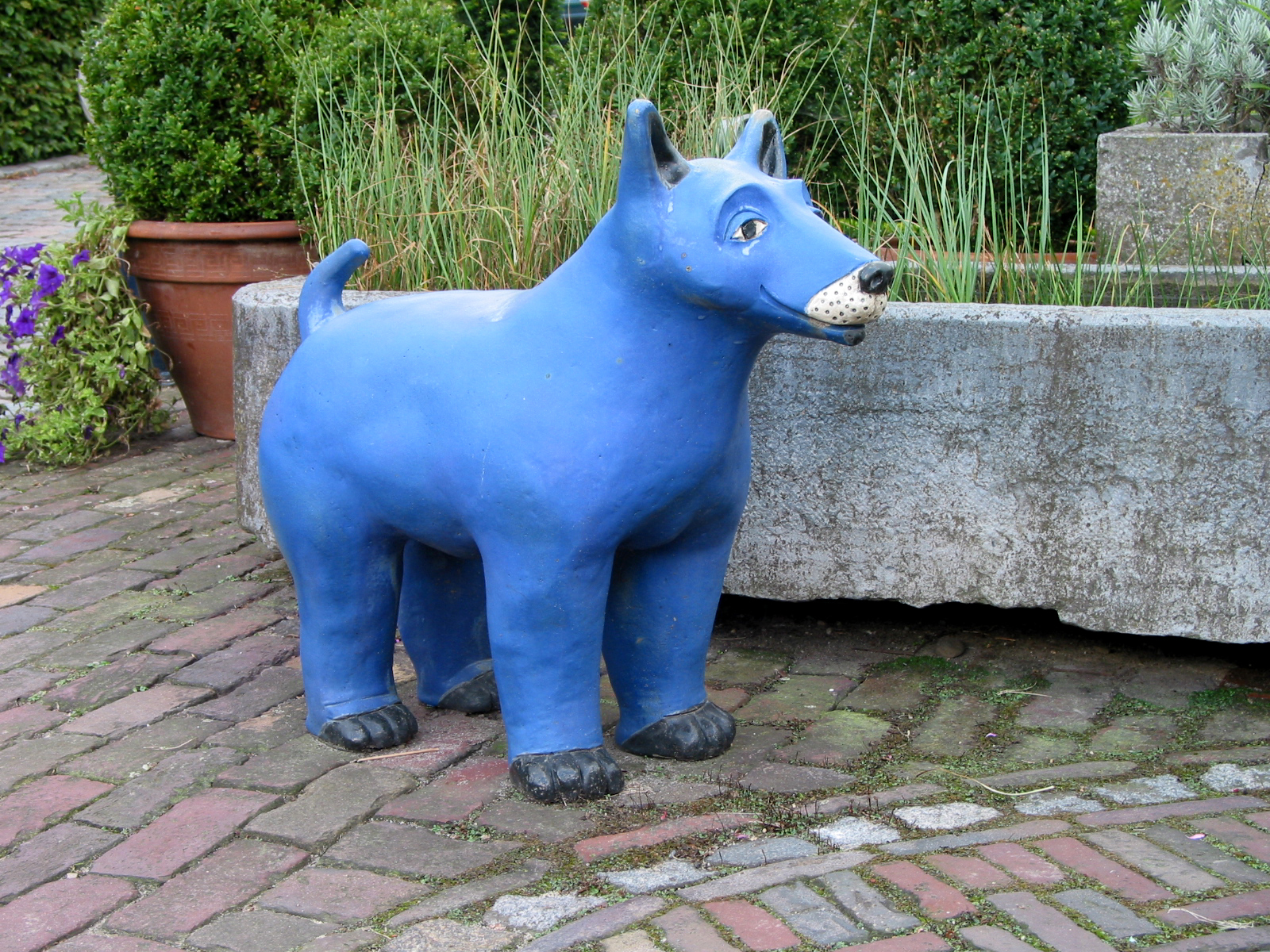 Hond